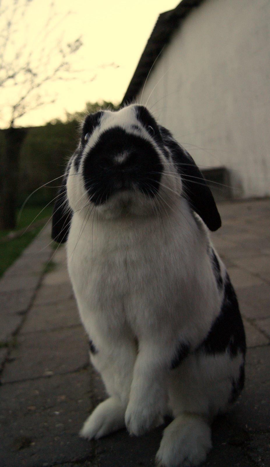 Kanin Hønsehuset's No Fear billede 2