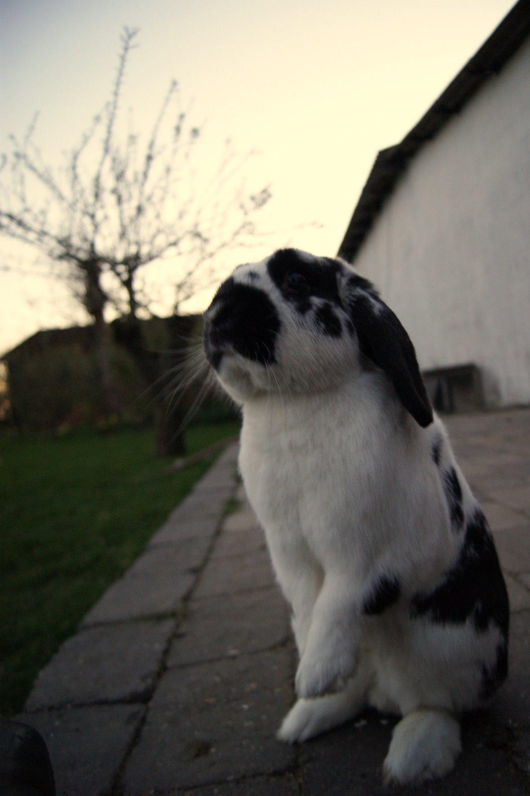 Kanin Hønsehuset's No Fear billede 11