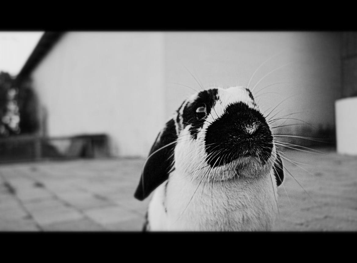 Kanin Hønsehuset's No Fear billede 16