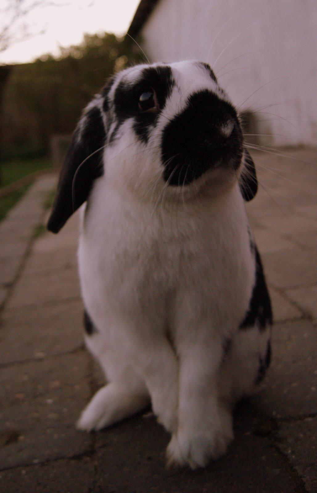 Kanin Hønsehuset's No Fear billede 15