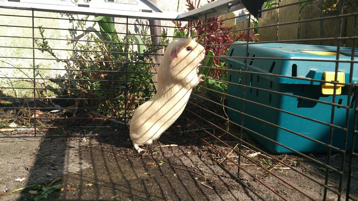 Marsvin Thor billede 3