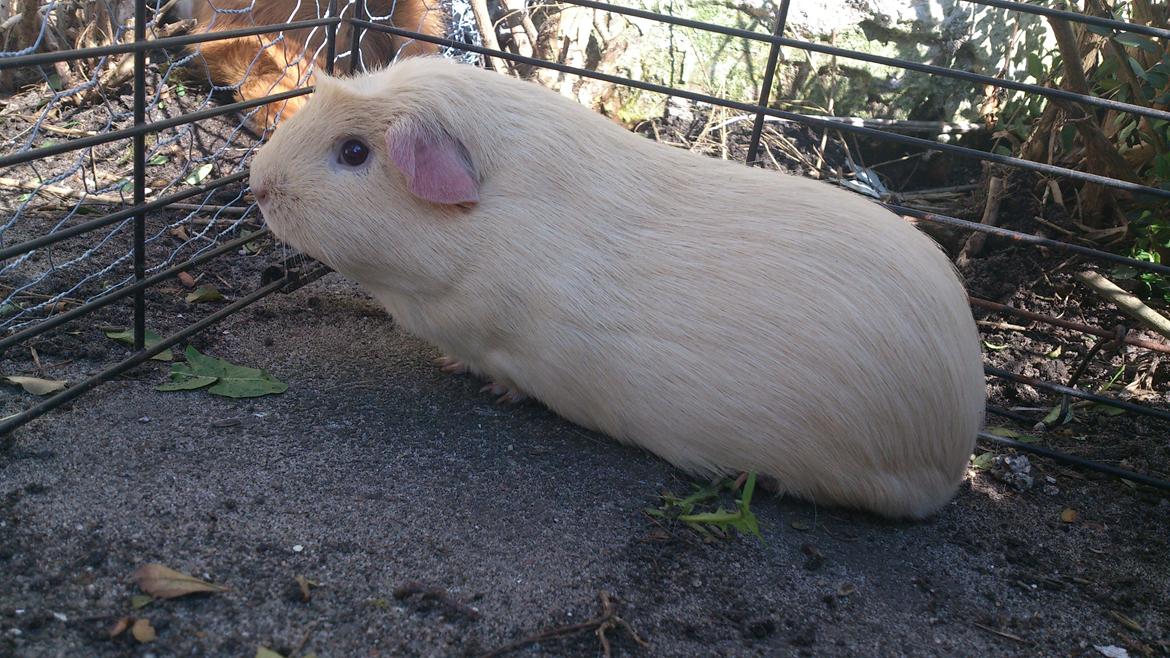 Marsvin Thor billede 4