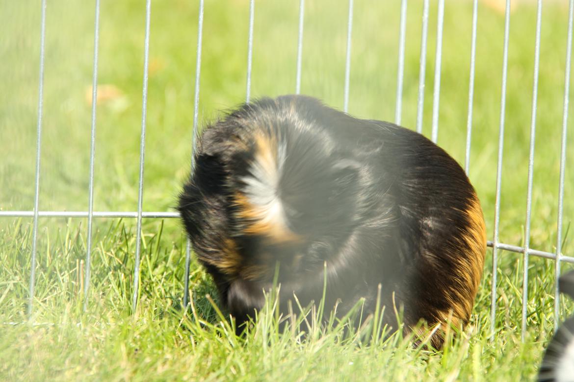 Marsvin Tot R.I.P billede 3