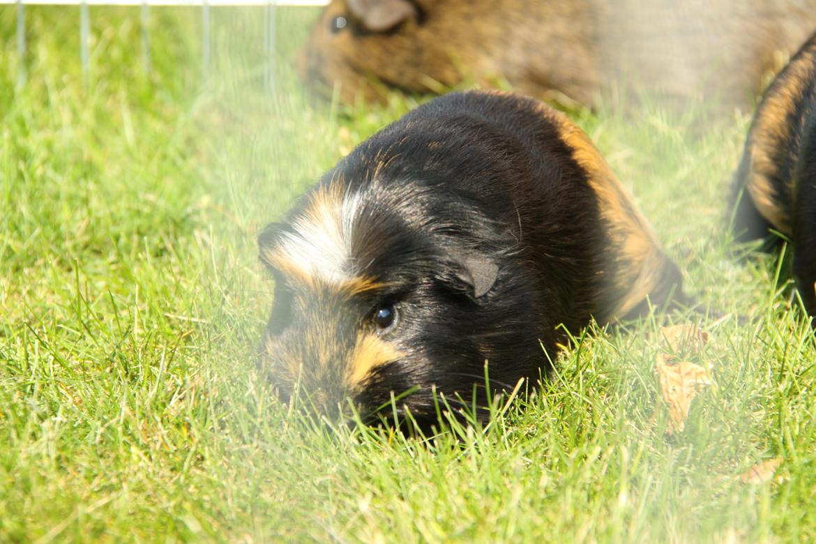 Marsvin Tot R.I.P billede 1