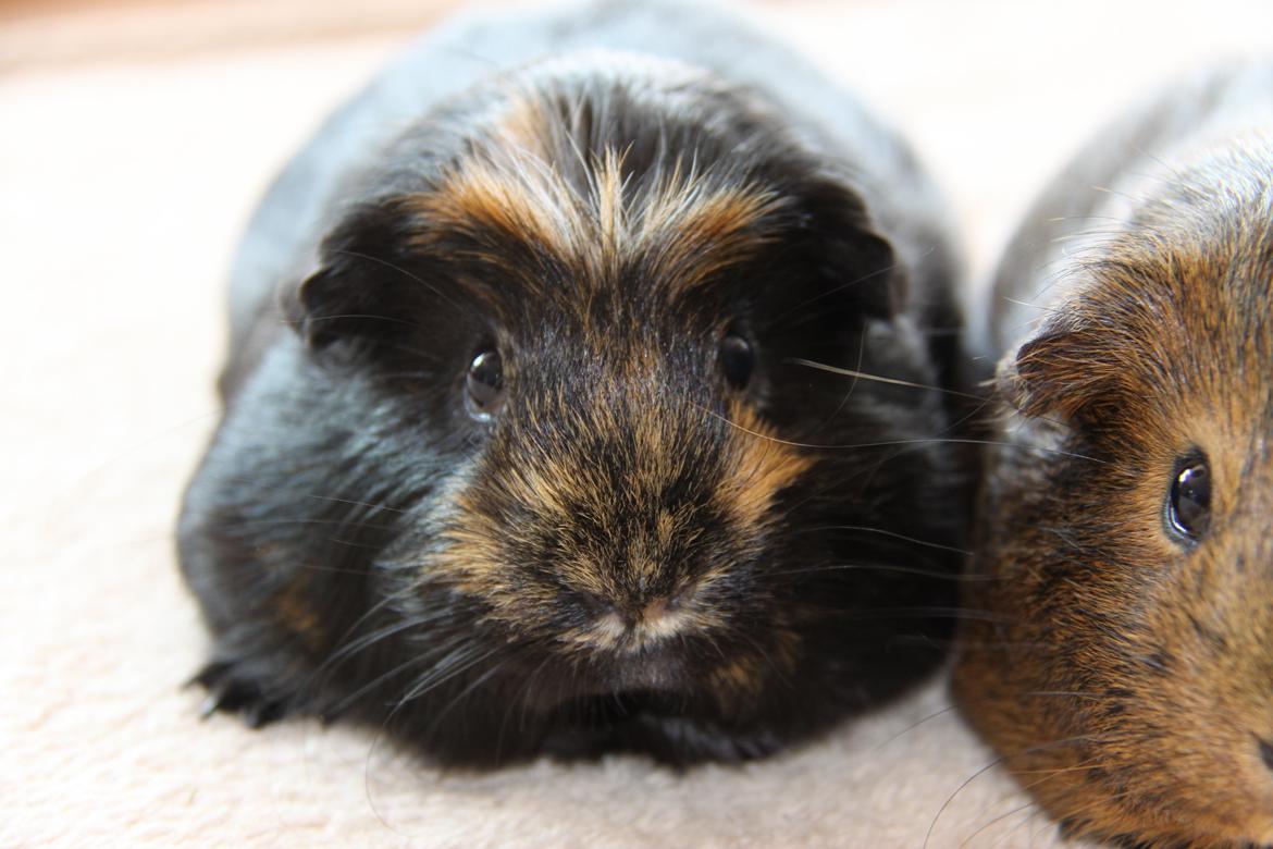 Marsvin Tot R.I.P billede 4