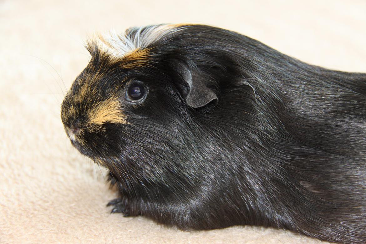 Marsvin Tot R.I.P billede 5