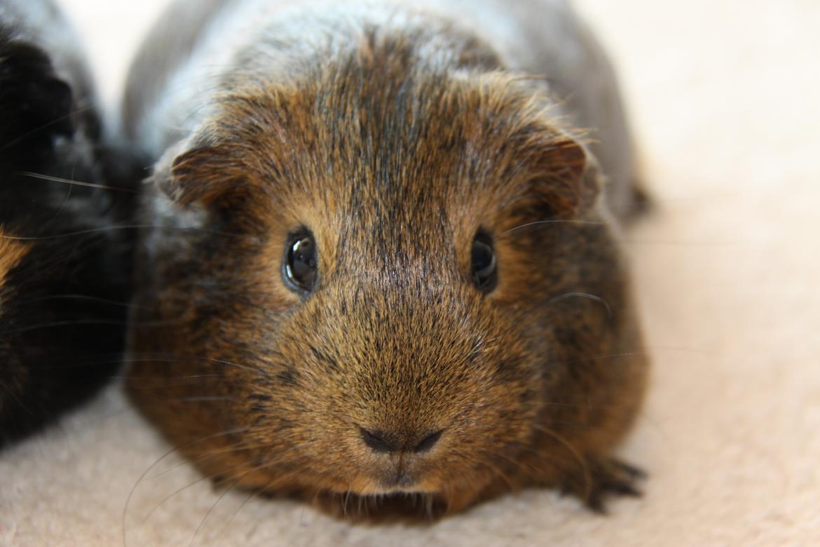 Marsvin Silke R.I.P billede 2