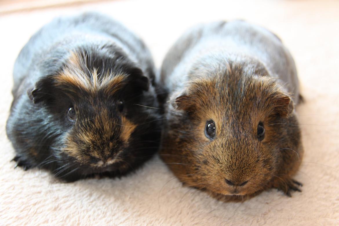 Marsvin Silke R.I.P billede 3