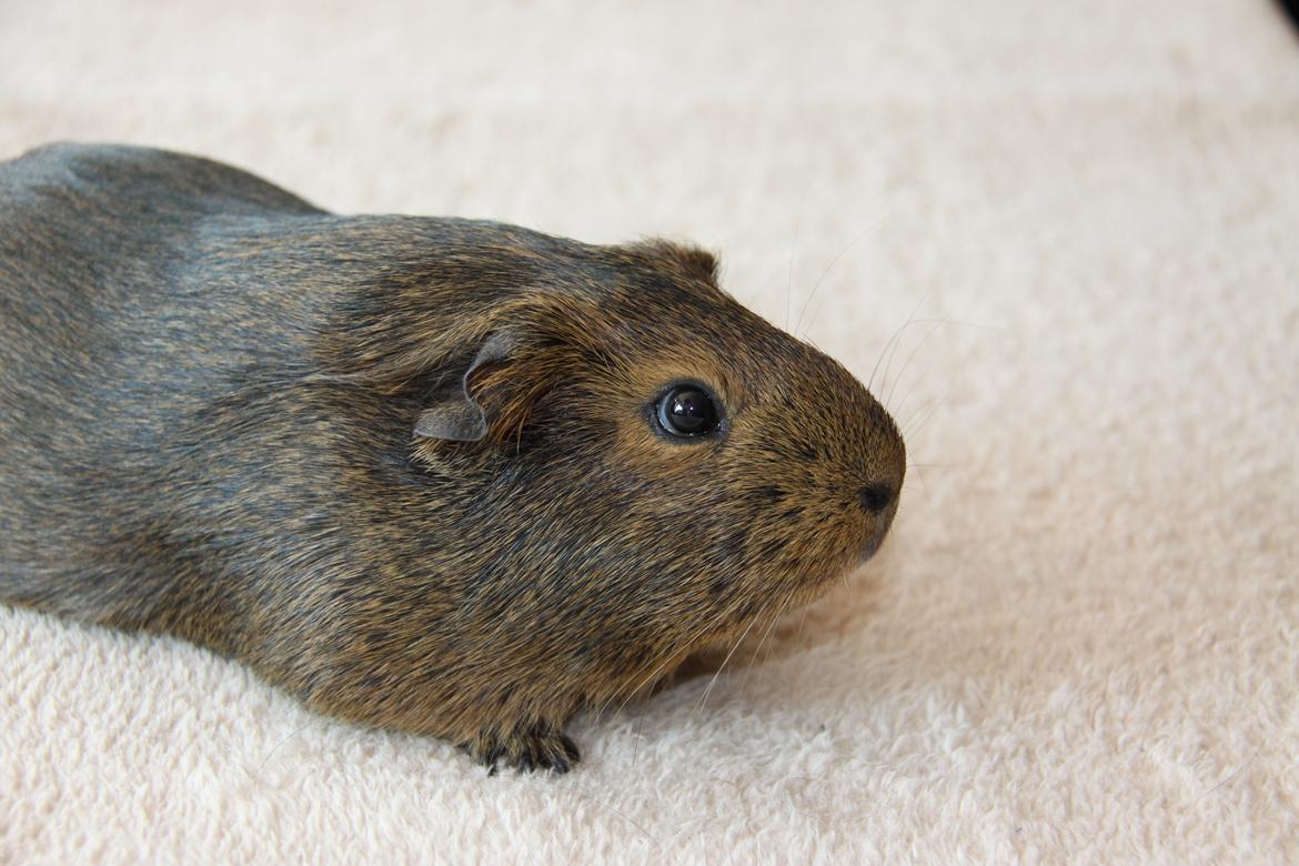 Marsvin Silke R.I.P billede 4