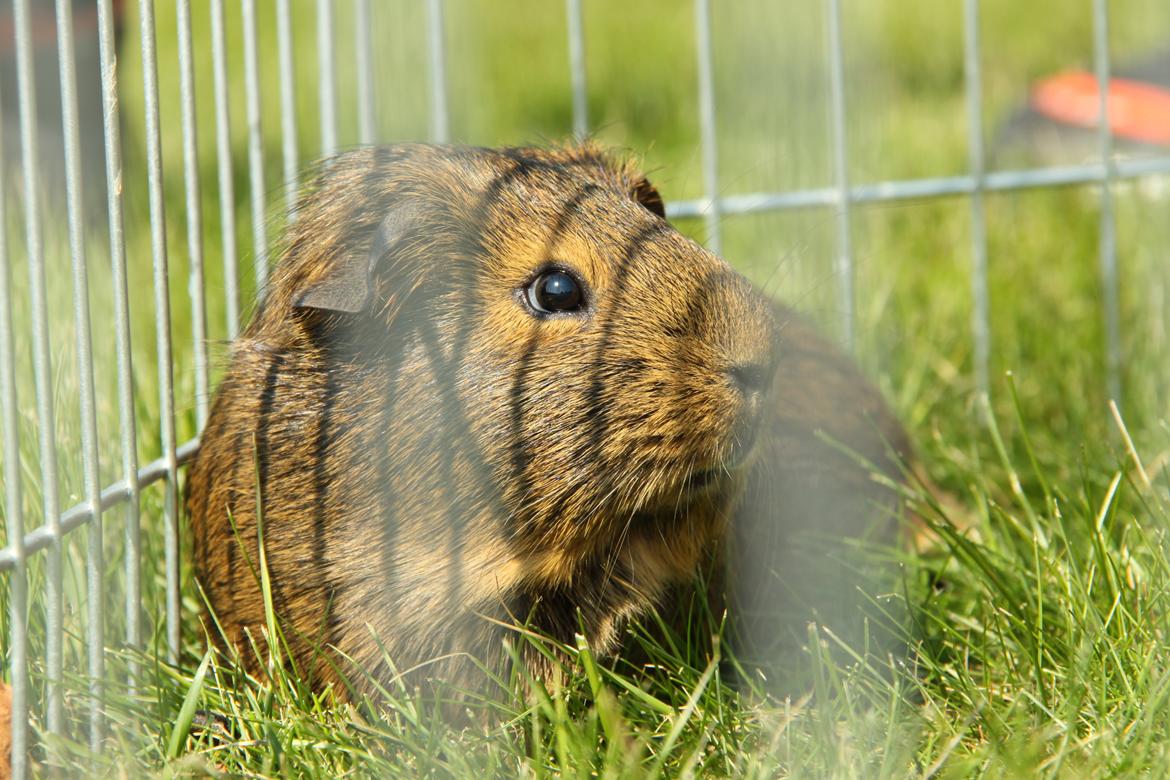 Marsvin Silke R.I.P billede 5