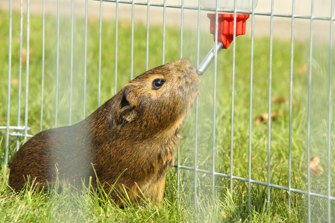 Marsvin Silke R.I.P billede 1