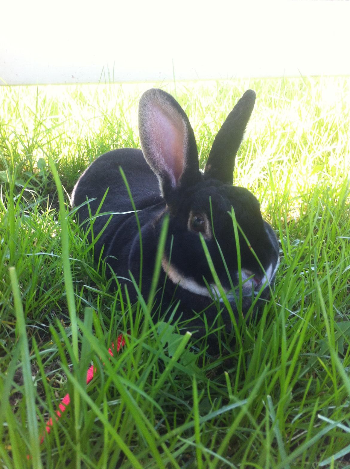 Kanin $ The Caramel Cody $  *Cody* billede 14