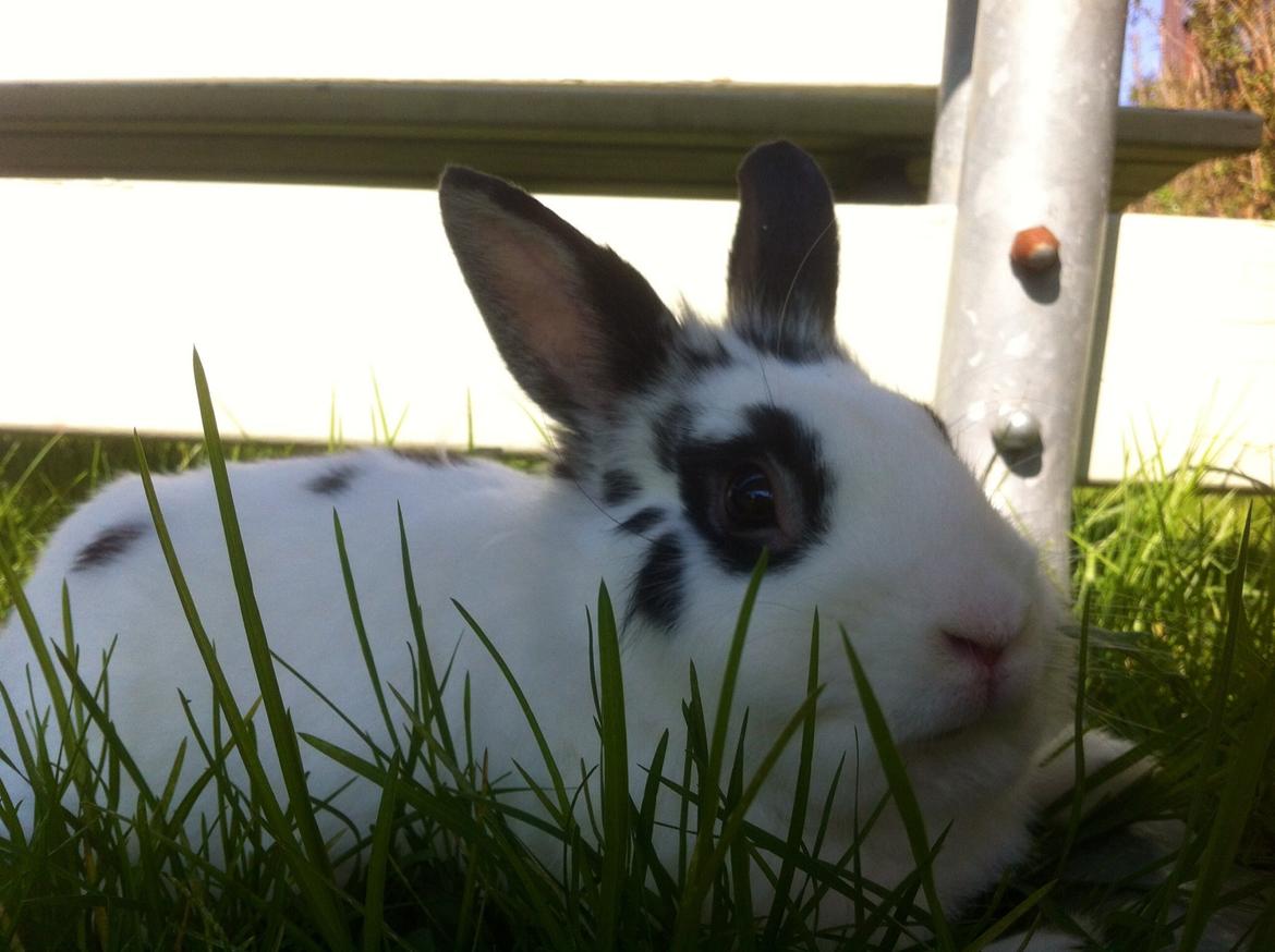 Kanin $ Gumle $  •Babyen• billede 22