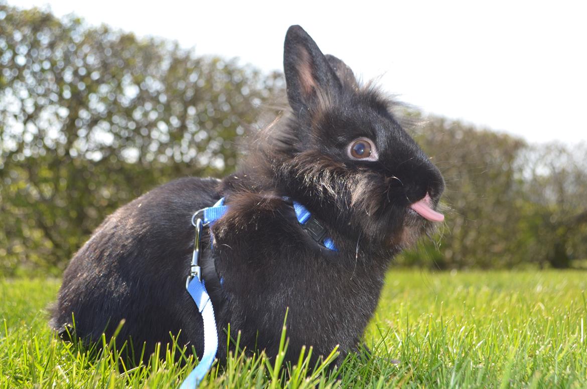 Kanin Louis the Lion - 20. april 2014 billede 21