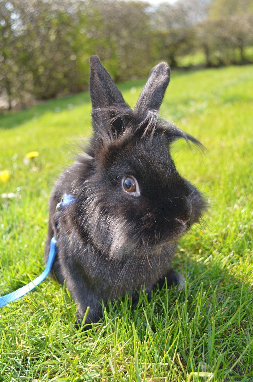 Kanin Louis the Lion - 20. april 2014 billede 23