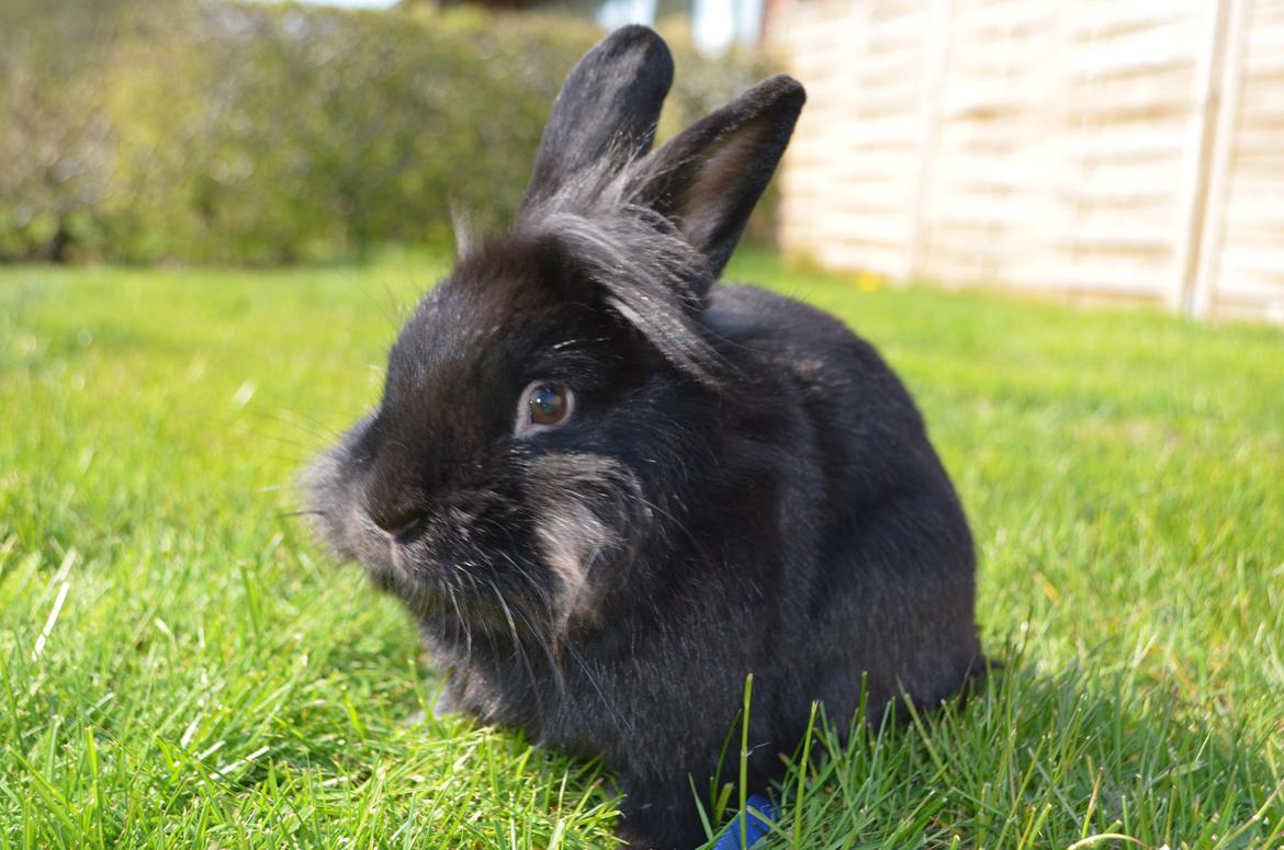 Kanin Louis the Lion - 20. april 2014 billede 24