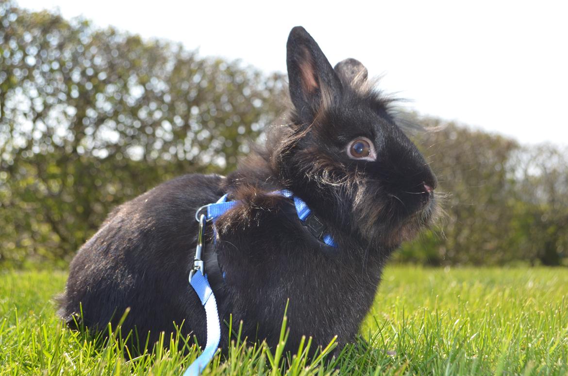 Kanin Louis the Lion - 20. april 2014 billede 22