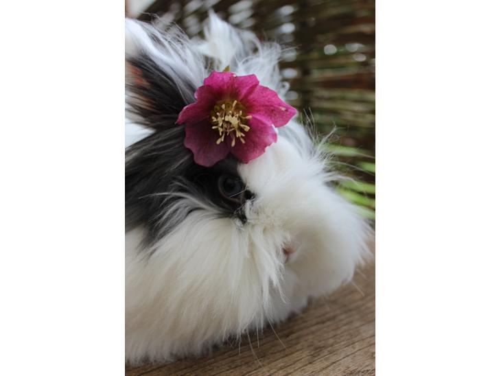 {{currentPhoto.altText}} billede {{currentPhoto.number}}