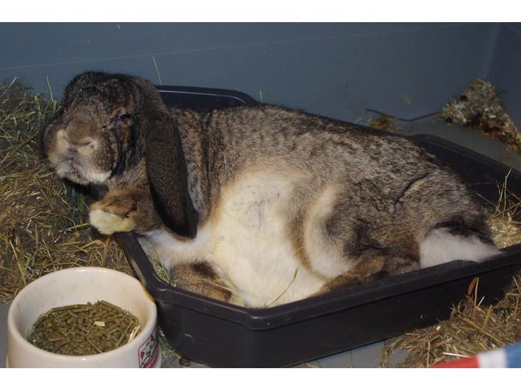 {{currentPhoto.altText}} billede {{currentPhoto.number}}