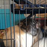 Chinchilla Rud
