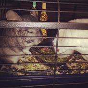 Chinchilla Rud