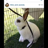 Kanin Speedy Gonzales