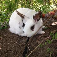 Kanin Speedy Gonzales