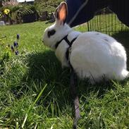 Kanin Speedy Gonzales