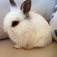 Kanin Prinsesse Pølse