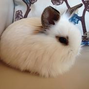 Kanin Prinsesse Pølse