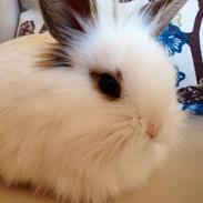 Kanin Prinsesse Pølse