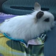 Kanin Prinsesse Pølse