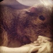 Marsvin Tilde my soulmate <3