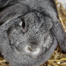 Kanin miss gray