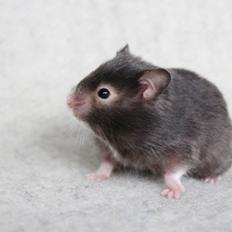 Hamster Bork's Cosmopolitan