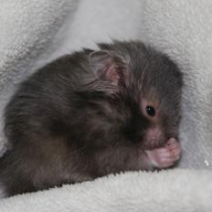 Hamster Bork's Cosmopolitan