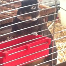 Kanin Otter