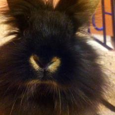 Kanin | Gumdygaarden's Little Miss Lady | 