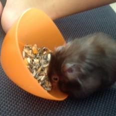 Hamster Lykkes Princess Nitouche