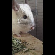 Chinchilla Fluffy