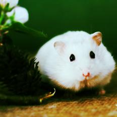 Dværghamster Teemo