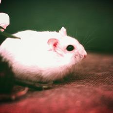 Dværghamster Teemo