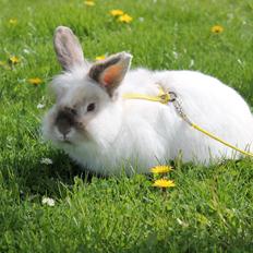 Kanin Bjergvangs Lucky