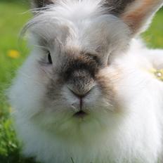 Kanin Bjergvangs Lucky