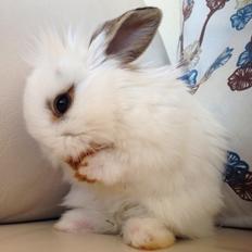 Kanin Prinsesse Pølse