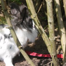 Kanin Leeds Hot N Tot (Totte)