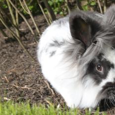 Kanin Leeds Hot N Tot (Totte)