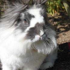 Kanin Leeds Hot N Tot (Totte)