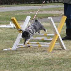 Kanin Fionas Erinome