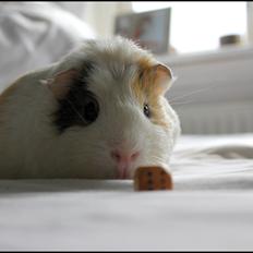 Marsvin Sir Bertil Munk